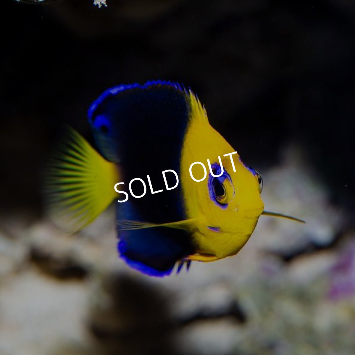 画像2: ■SALE■ ココスピグミーエンゼル No.1 (2)