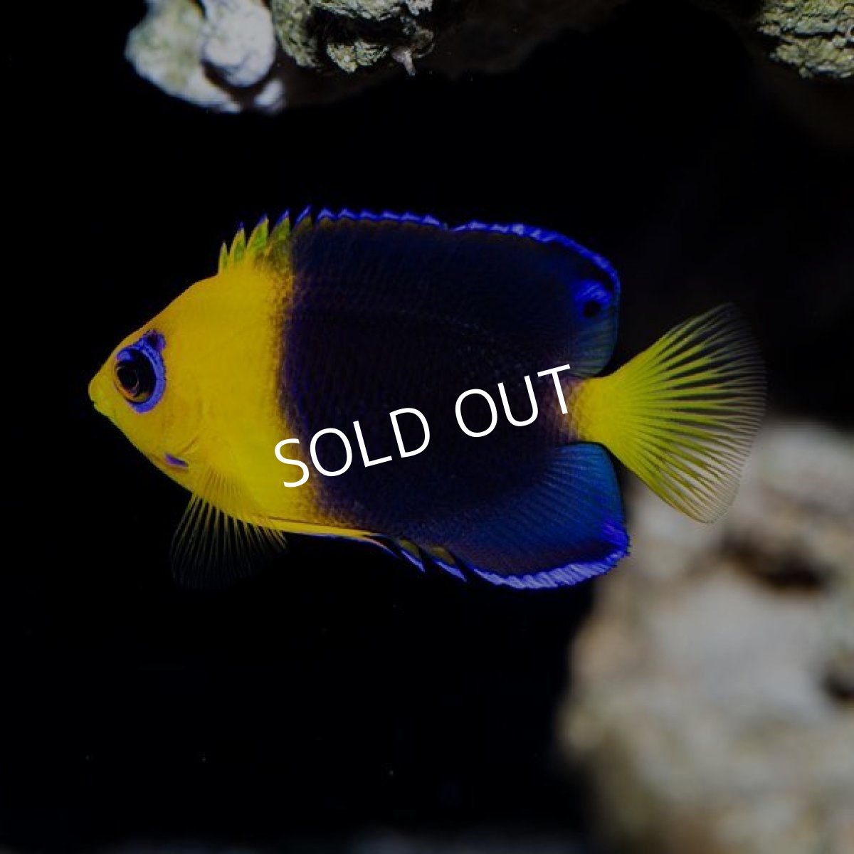 画像3: ■SALE■ ココスピグミーエンゼル No.1 (3)