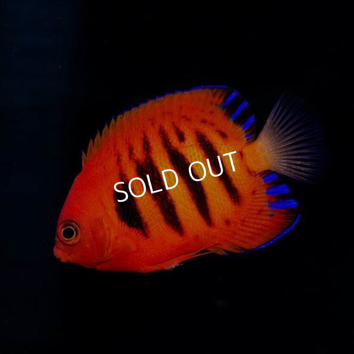 画像2: ■SALE■ フレームエンゼル No.1 (2)