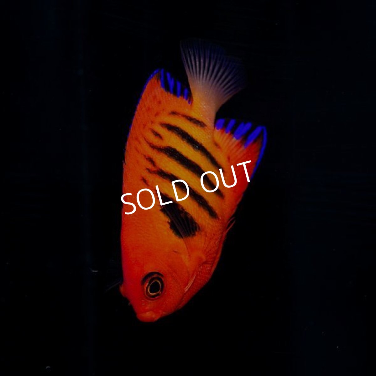 画像2: ■SALE■ フレームエンゼル No.2 (2)