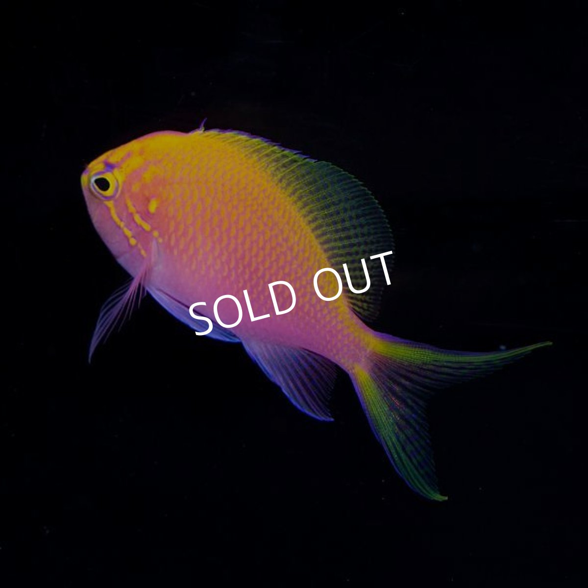 画像2: ■SALE■ ハナゴンベ　　八重山 (2)