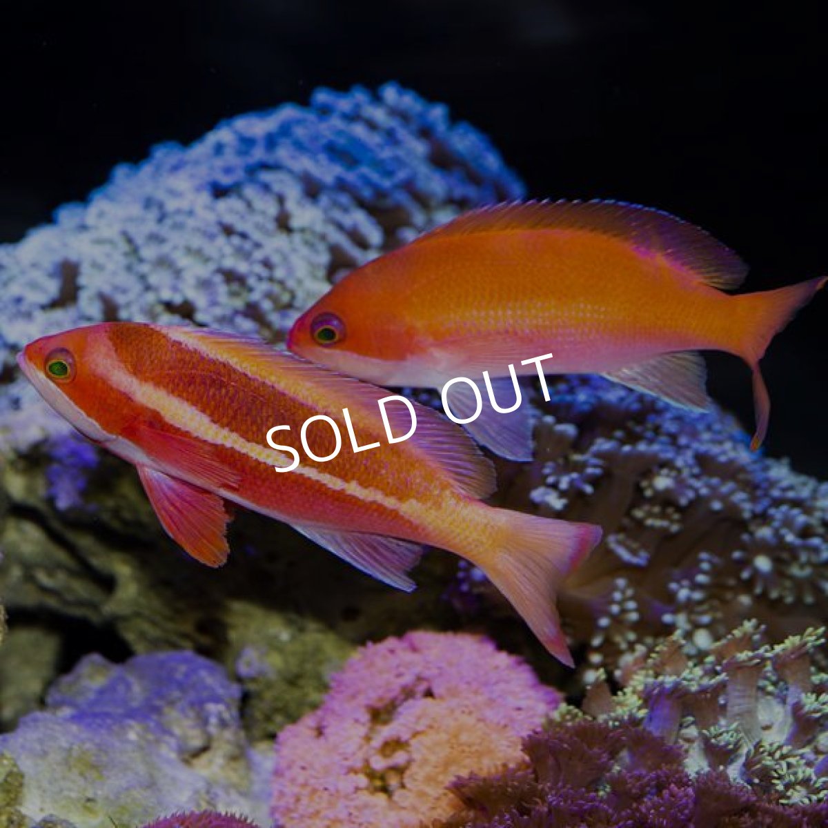 画像3: ■SALE■ ストライプドアンティアス　ペア (3)