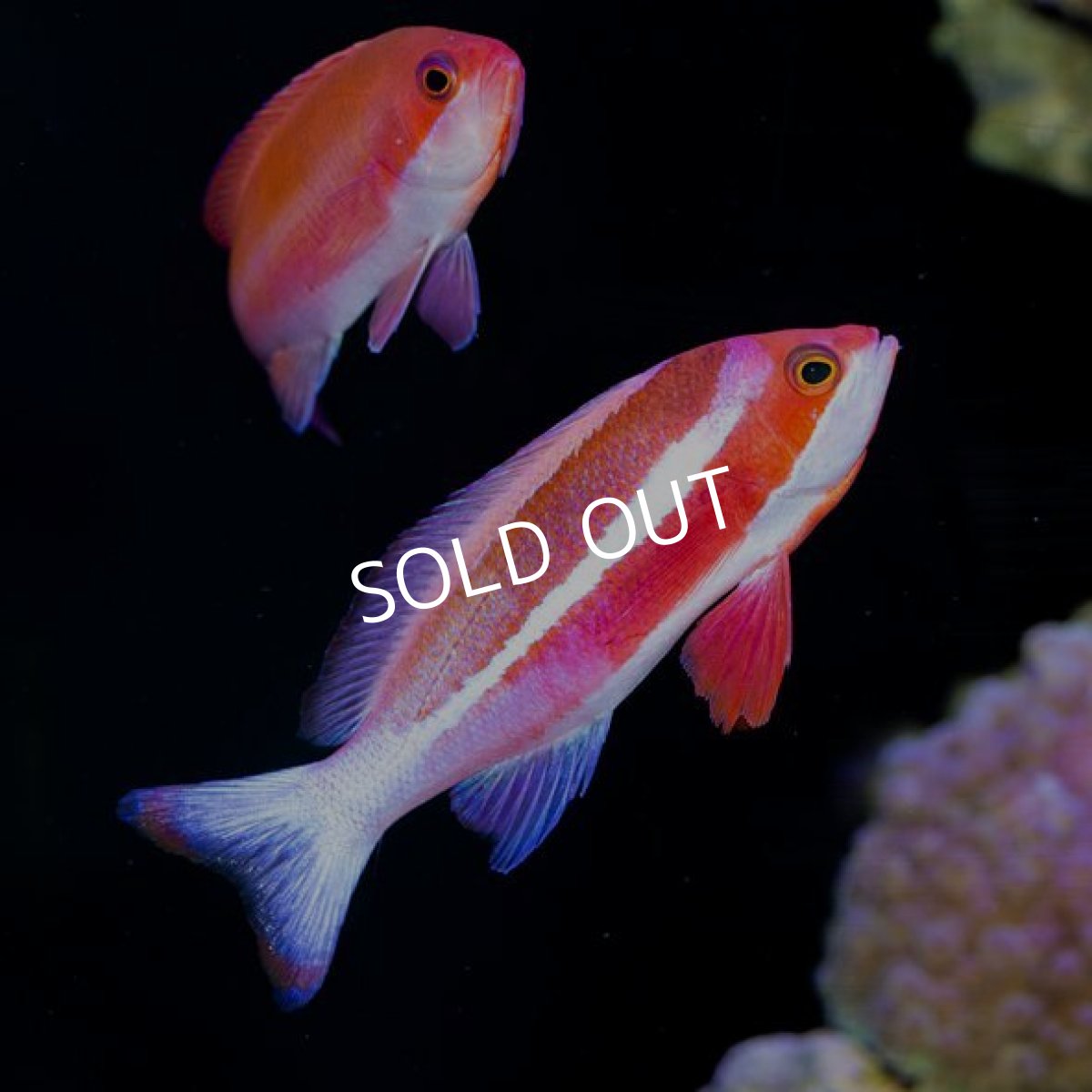 画像2: ■SALE■ ストライプドアンティアス　ペア (2)