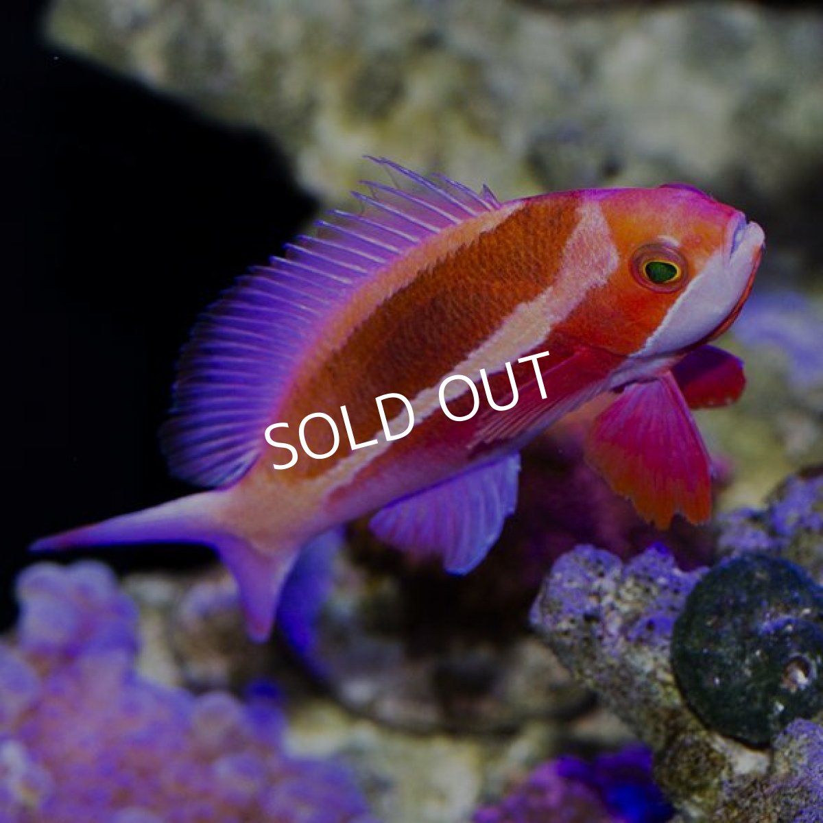 画像4: ■SALE■ ストライプドアンティアス　ペア (4)