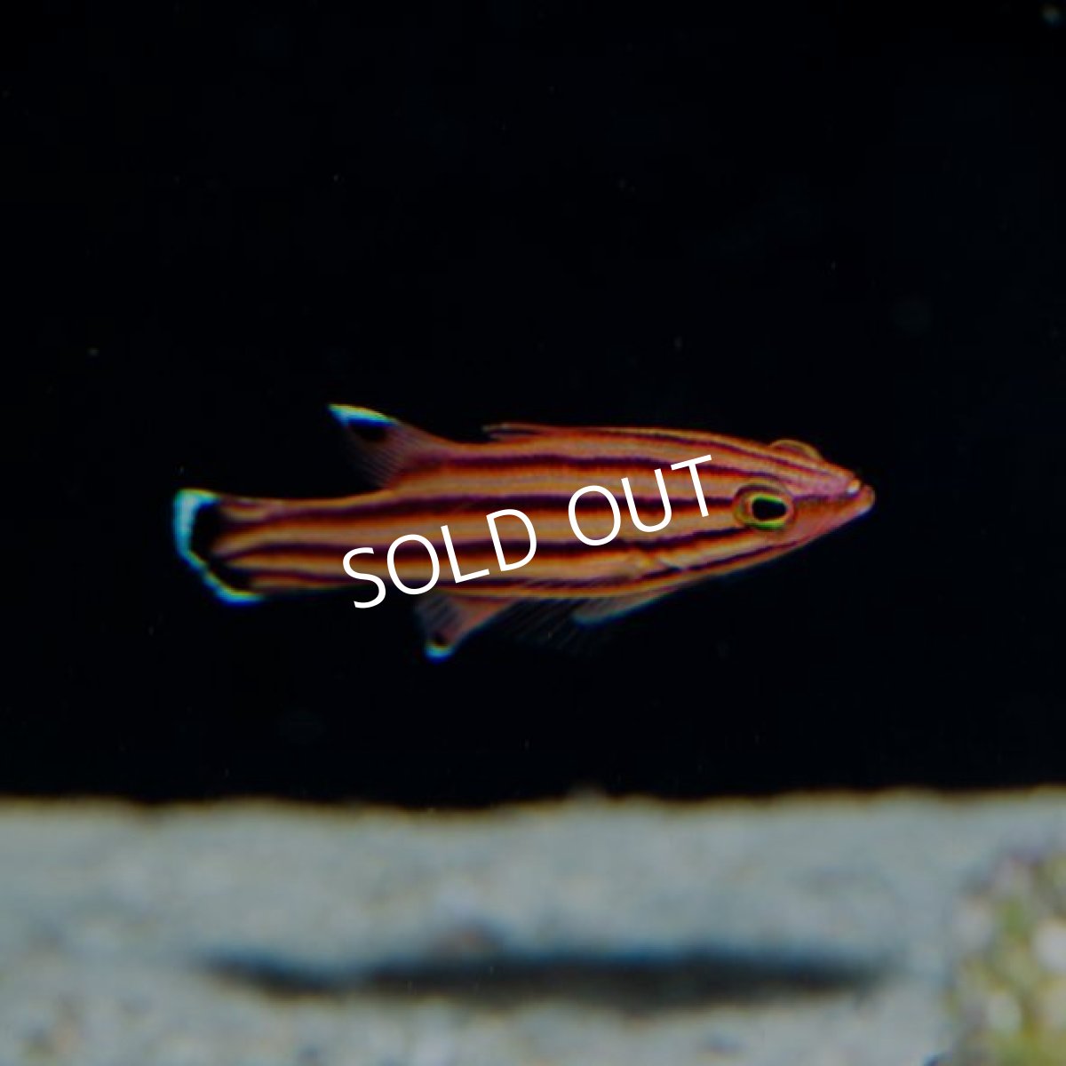 画像2: スイスガードバスレット (2)