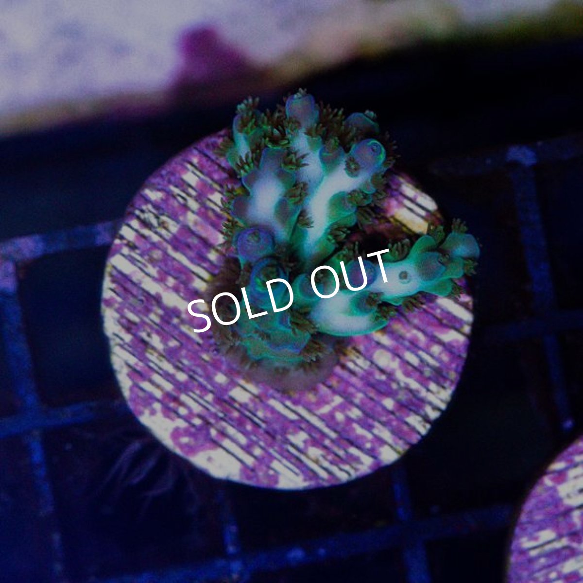 画像2: CE Pearl Ghost No.1 (2)