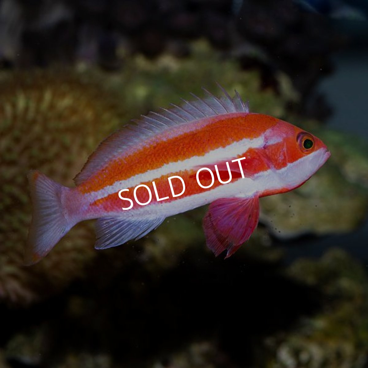 画像2: ストライプドアンティアス　♂ No.1 (2)