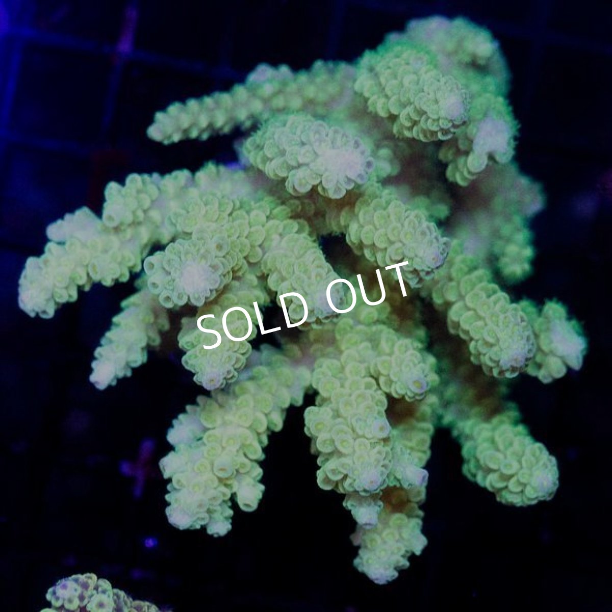 画像1: CDU Acropora sp. Ultra No.102 (1)