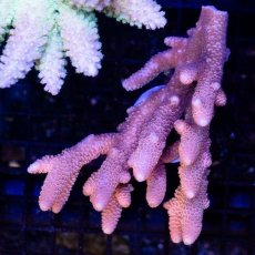 画像1: CDU Acropora sp. Ultra No.94 (1)