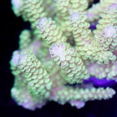 画像2: CDU Acropora sp. Ultra No.102 (2)