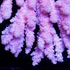 画像2: CDU Acropora sp. Ultra No.101 (2)