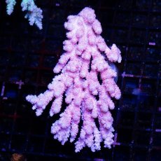 画像1: CDU Acropora sp. Ultra No.101 (1)