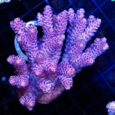 画像1: CDU Acropora sp. Ultra No.95 (1)