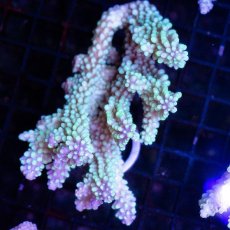 画像1: CDU Acropora Joker No.100 (1)