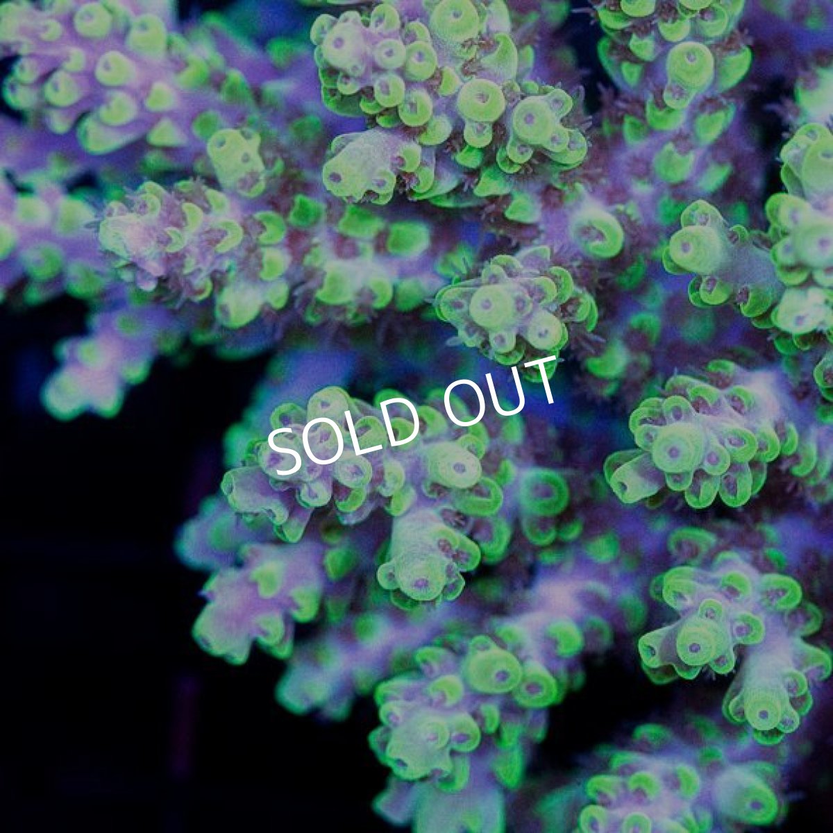 画像2: CDU Acropora sp. Ultra No.96 (2)