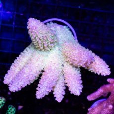 画像1: CDU Acropora sp. Ultra No.93 (1)