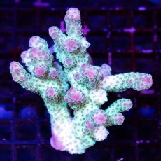 画像1: CDU Acropora sp. Ultra No.98 (1)