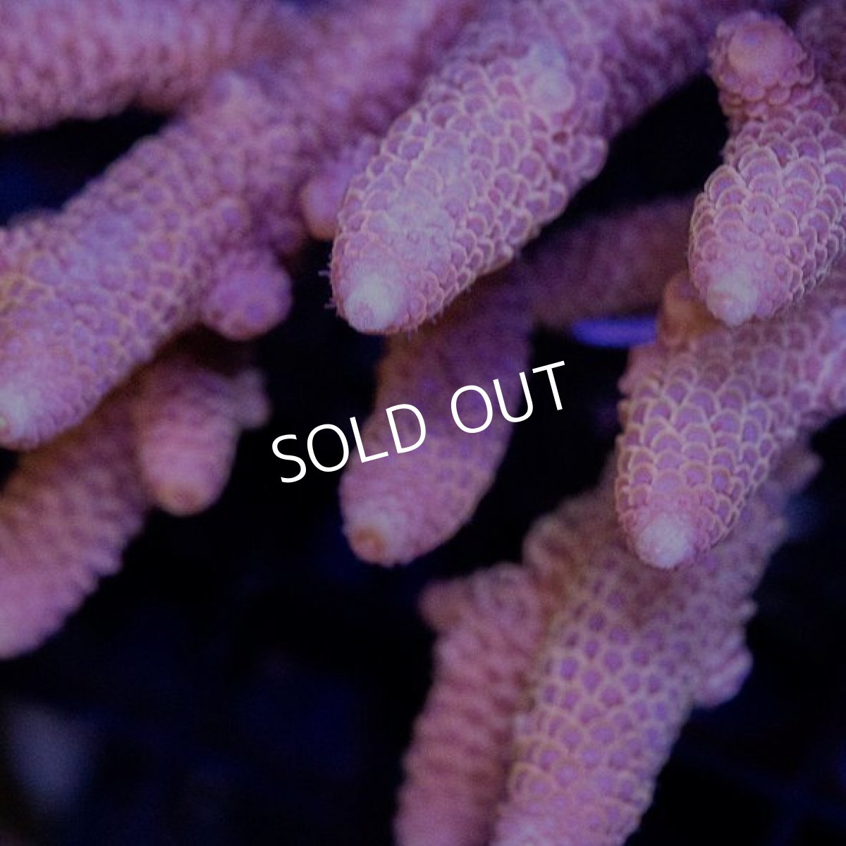 画像2: CDU Acropora sp. Ultra No.94 (2)