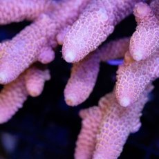 画像2: CDU Acropora sp. Ultra No.94 (2)