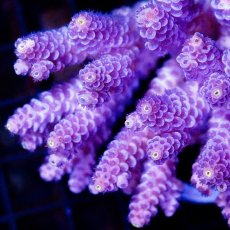 画像2: CDU Acropora sp. Ultra No.95 (2)