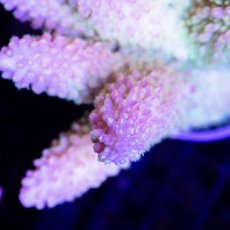 画像2: CDU Acropora sp. Ultra No.93 (2)