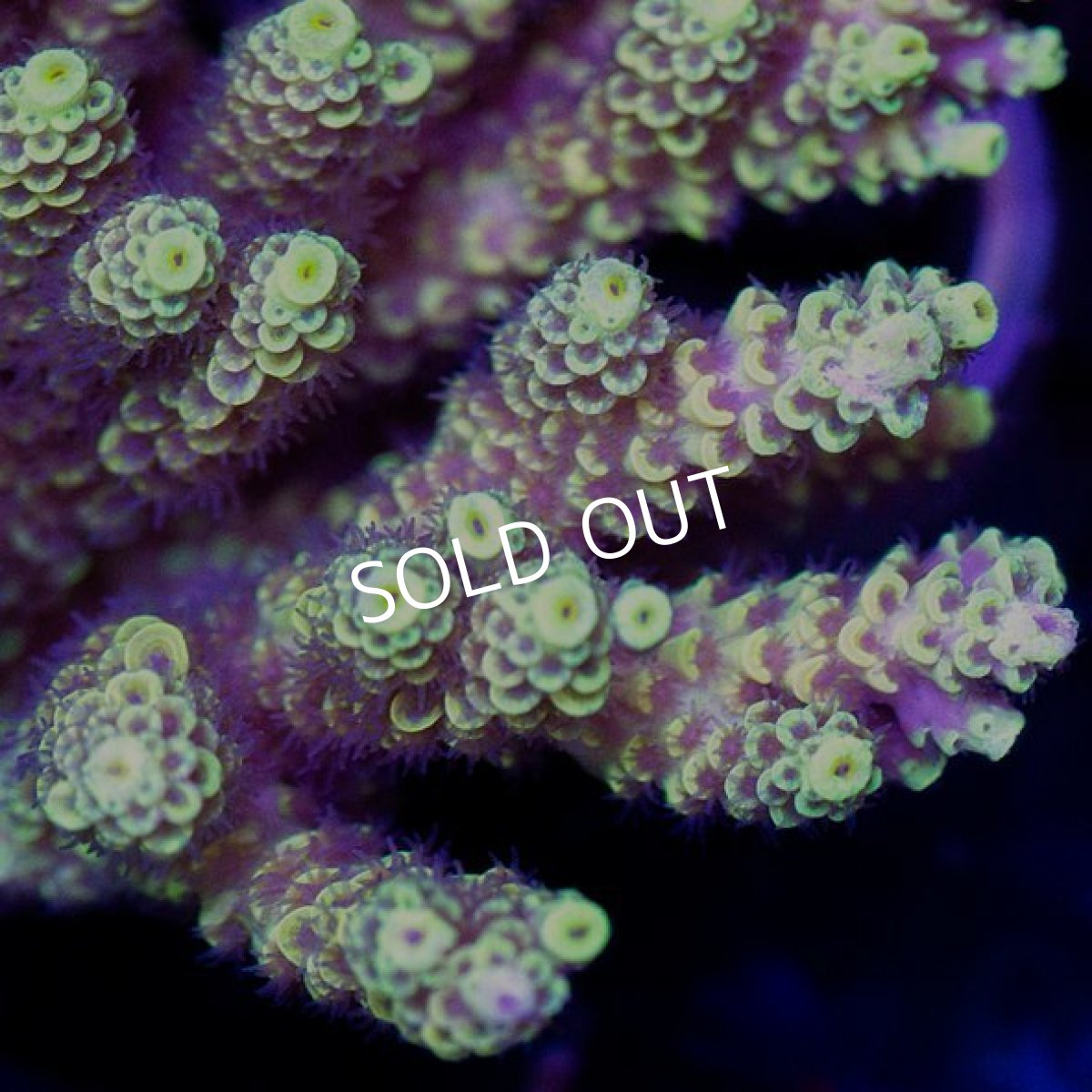 画像2: CDU Acropora sp. Ultra No.99 (2)