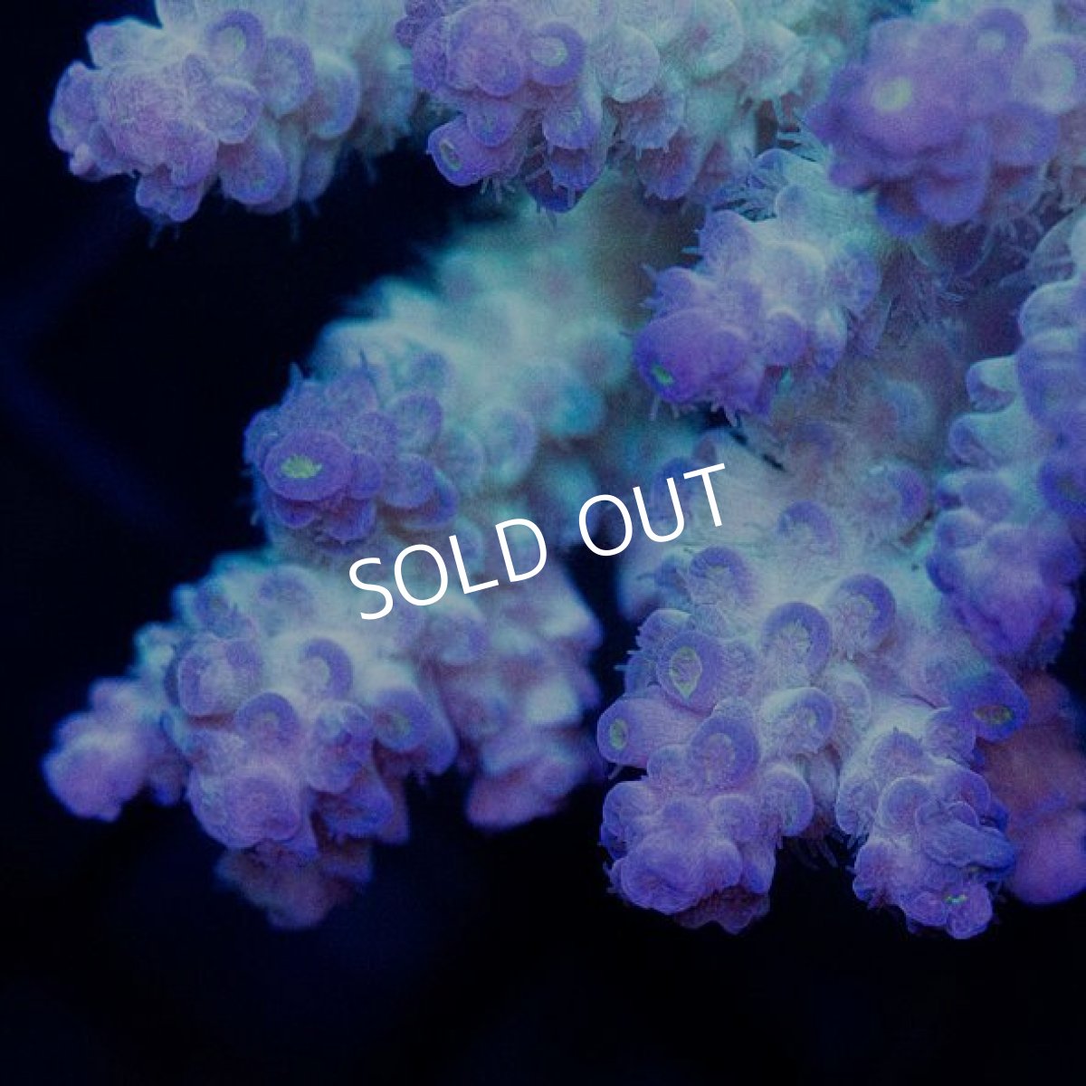 画像2: CDU Acropora sp. Ultra No.108 (2)