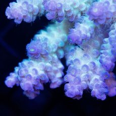 画像2: CDU Acropora sp. Ultra No.108 (2)