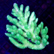 画像1: CDU Acropora sp. Ultra No.109 (1)