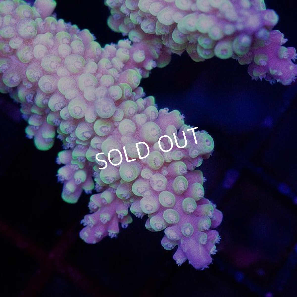 画像2: CDU Acropora sp. Ultra No.110 (2)