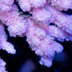 画像2: CDU Acropora sp. Ultra No.113 (2)