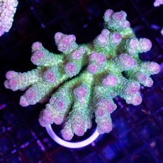 画像1: CDU Acropora sp. Ultra No.111 (1)