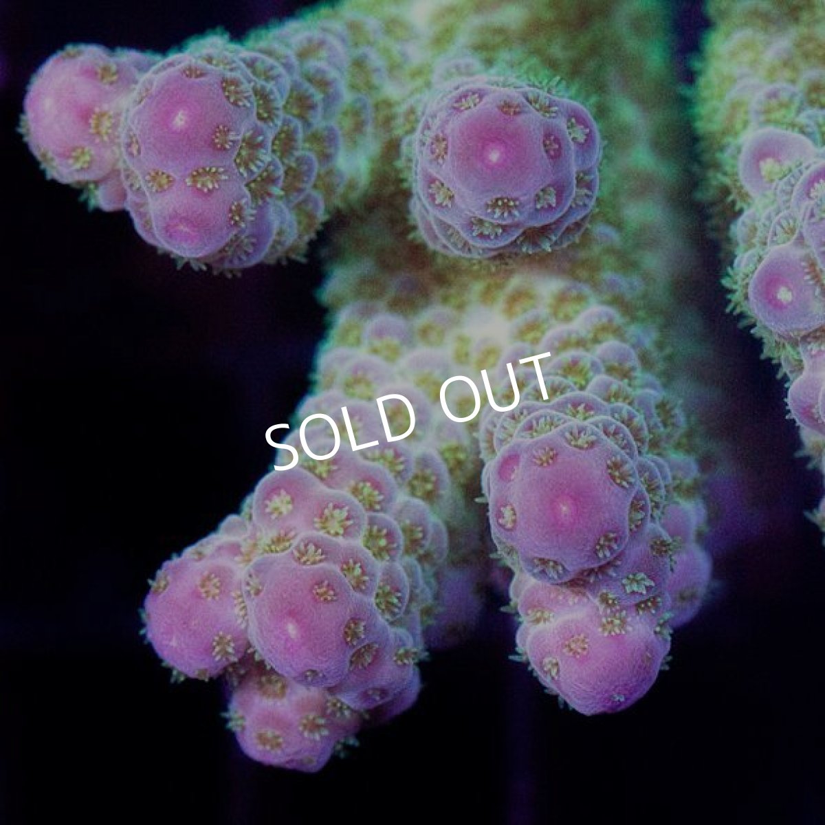 画像2: CDU Acropora sp. Ultra No.111 (2)