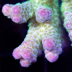 画像2: CDU Acropora sp. Ultra No.111 (2)