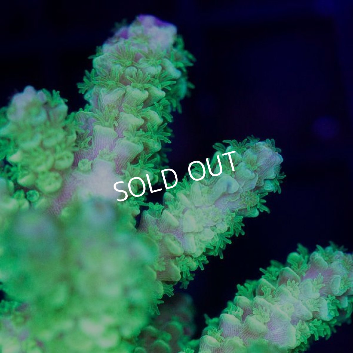 画像2: CDU Acropora sp. Ultra No.109 (2)