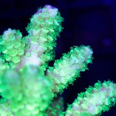 画像2: CDU Acropora sp. Ultra No.109 (2)