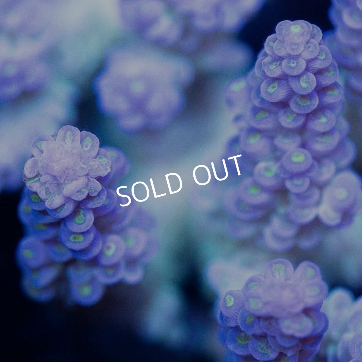 画像2: CDU Acropora sp. Ultra No.112 (2)