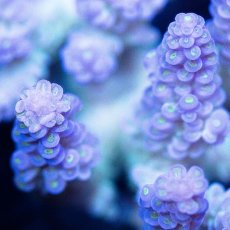 画像2: CDU Acropora sp. Ultra No.112 (2)