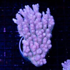 画像1: CDU Acropora sp. Ultra No.113 (1)