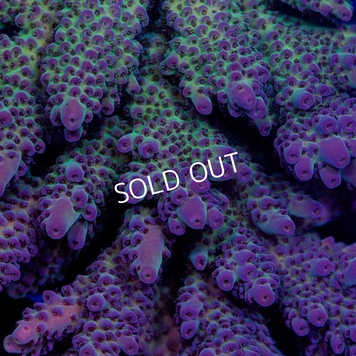 画像2: CDU Acropora sp. Ultra No.114 (2)