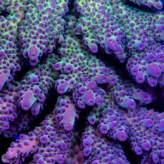 画像2: CDU Acropora sp. Ultra No.114 (2)