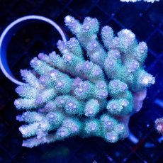 画像1: CDU Acropora sp. Ultra No.118 (1)