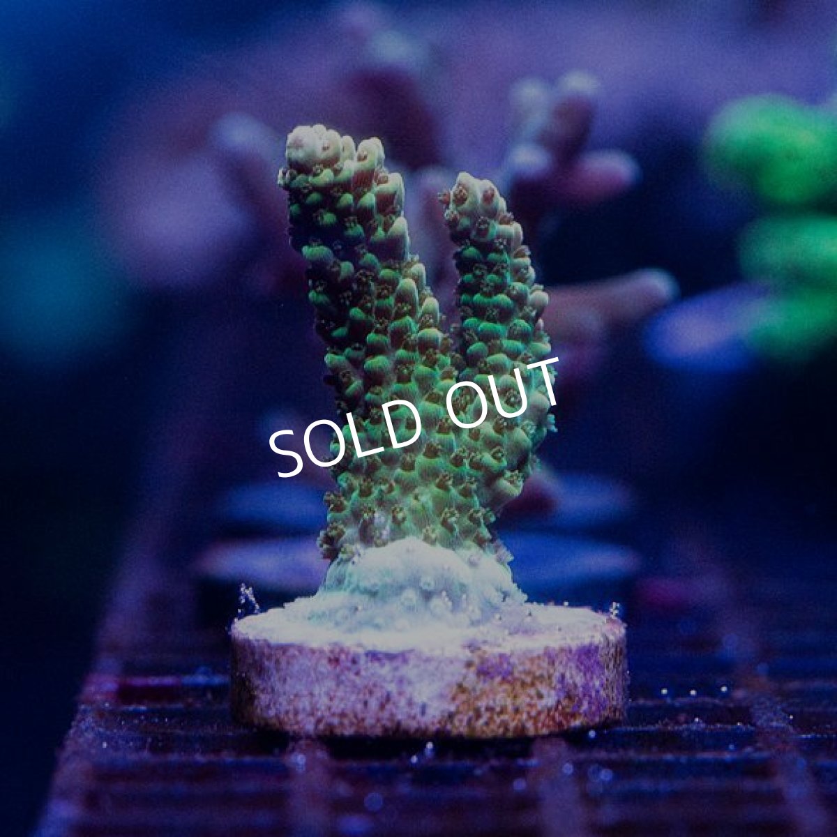 画像2: UCA Dragon Fruit (2)