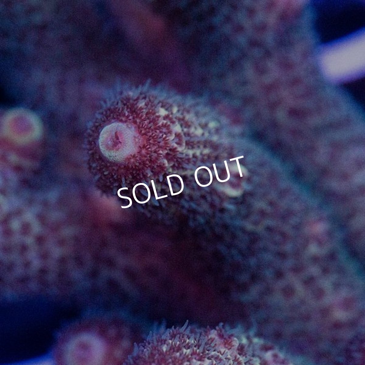 画像2: CDU Acropora sp. Ultra No.119 (2)