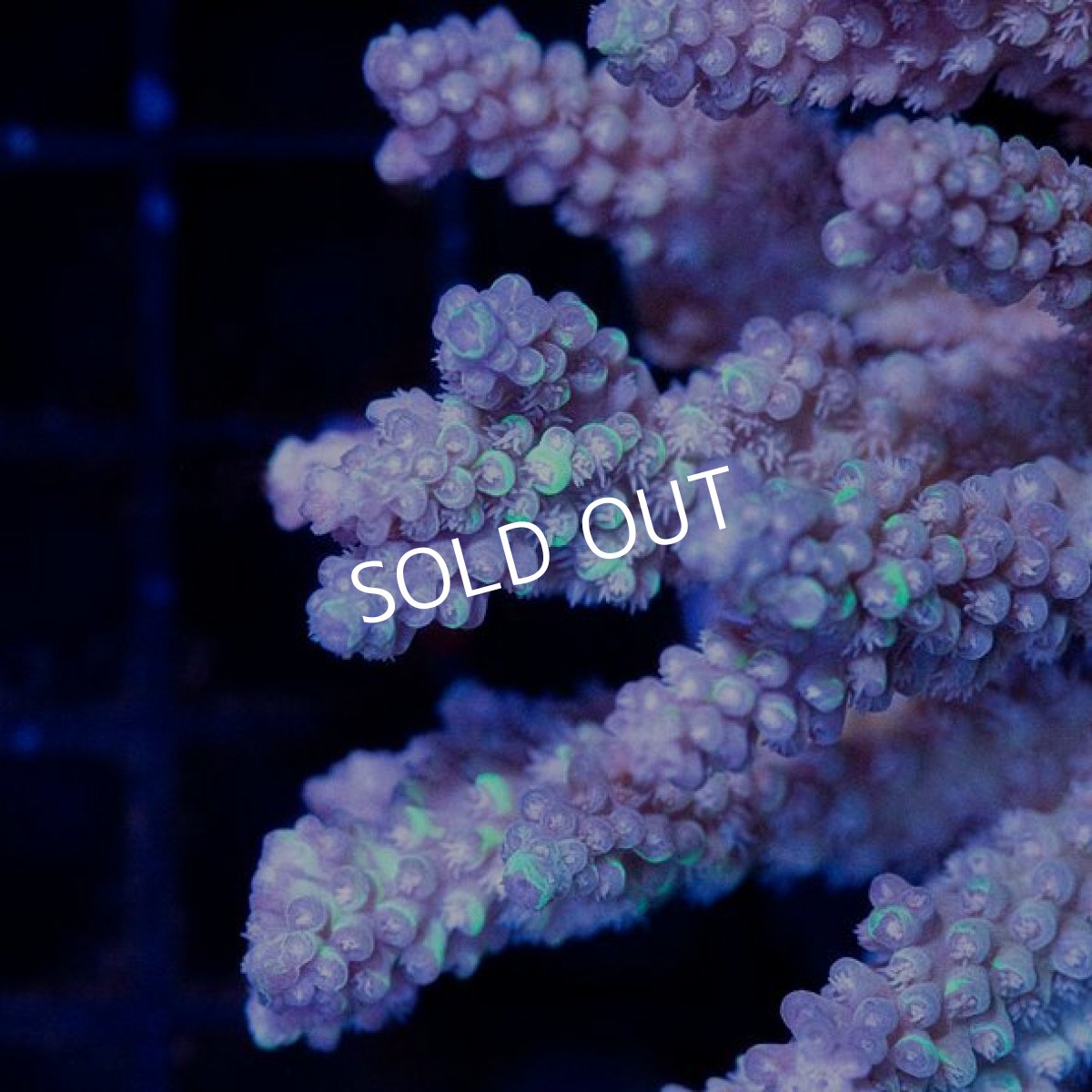 画像2: CDU Acropora sp. Ultra No.115 (2)