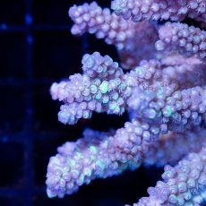 画像2: CDU Acropora sp. Ultra No.115 (2)