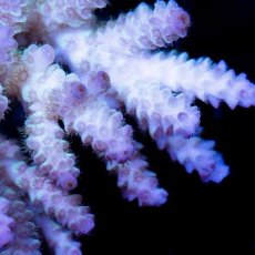 画像2: CDU Acropora sp. Ultra No.116 (2)