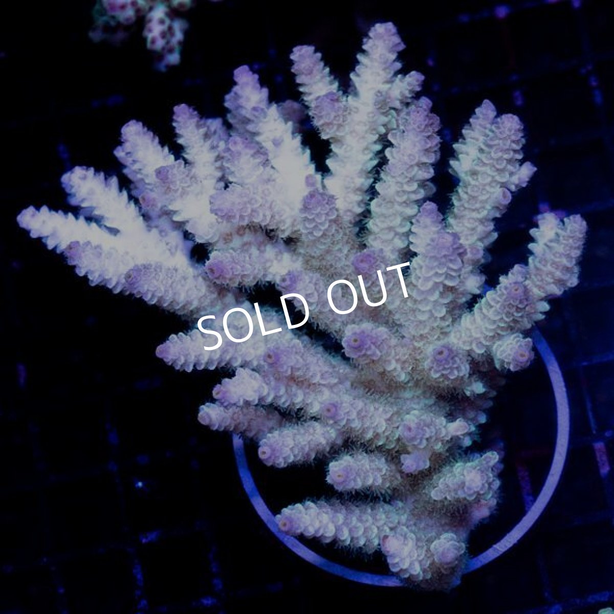 画像1: CDU Acropora sp. Ultra No.116 (1)