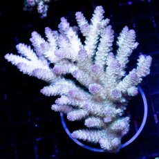 画像1: CDU Acropora sp. Ultra No.116 (1)