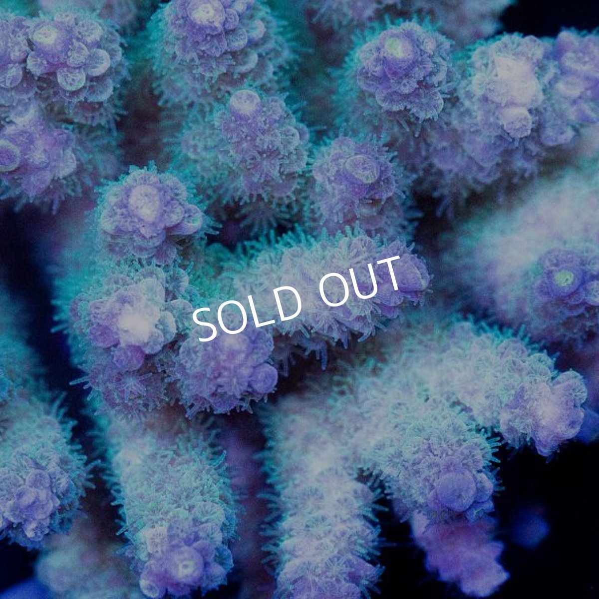 画像2: CDU Acropora sp. Ultra No.118 (2)